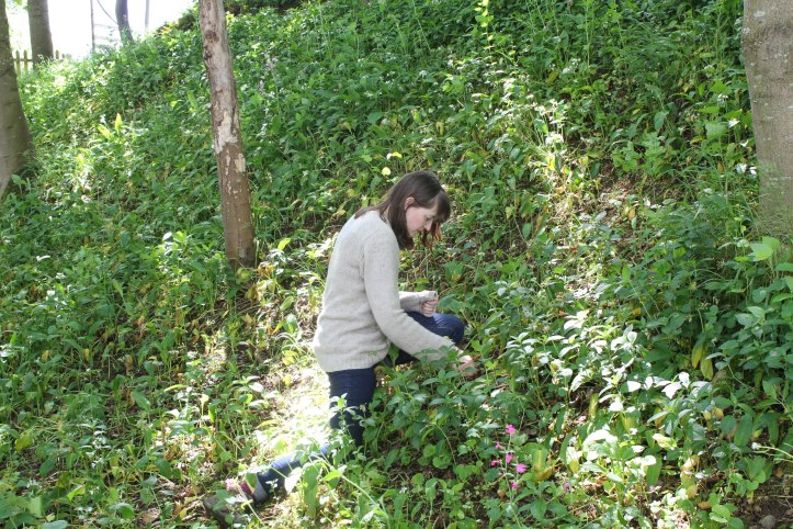 wild garlic foraging